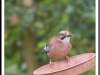 The Jay