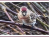 Lesser Redpoll