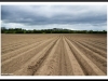 The furrow