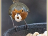 Another well fed Robin