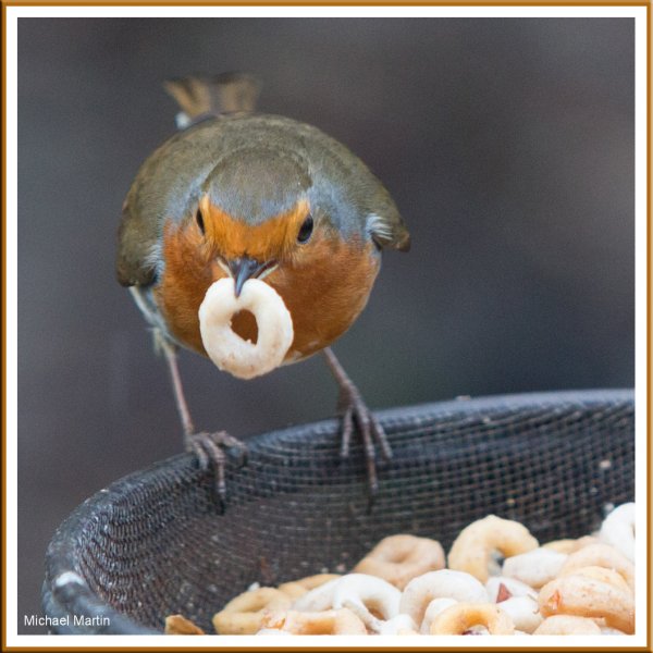 Another well fed Robin