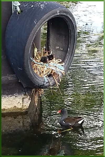 12th lock