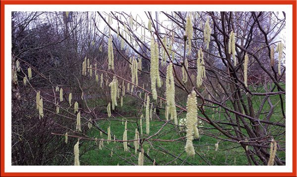 Catkins
