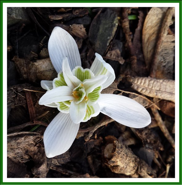 Snowdrop