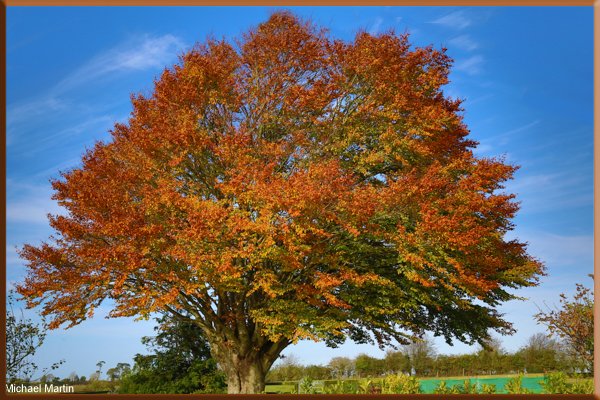 Autumnal Beech