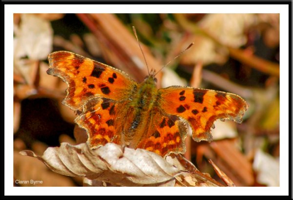 Comma Polygonia.
