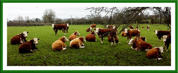 Cowtentment