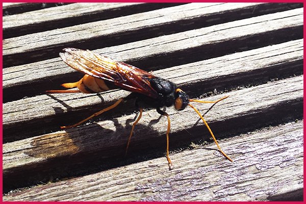Giant wood wasp
