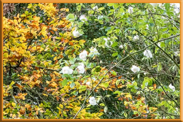 Madame de Carriere and beech leaves
