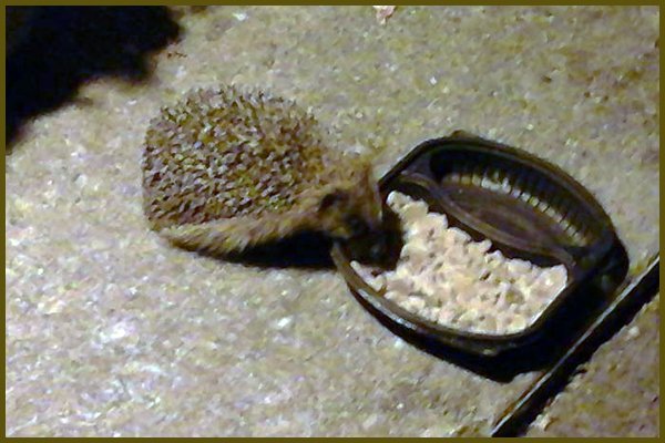 Local Hedgehog