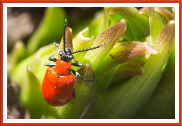 Red Lilly Beetle