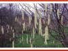 Catkins