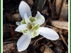 Snowdrop