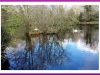 Swans building their nest