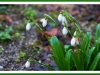 Snowdrops