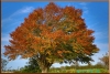 Autumnal Beech