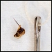 Bee stinger with needle