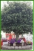 Bull Tree