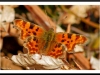 Comma Polygonia.