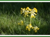 Cowslips