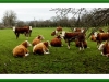 Cowtentment