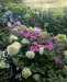 Hydrangeas