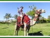 Camel problems