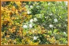 Madame de Carriere and beech leaves
