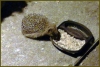 Local Hedgehog