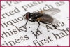 Reading on the fly