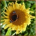 Red Admiral