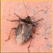 Red-legged Shieldbug