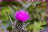 Spear thistle