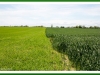 Spring Barley. Winter Oats.jpg