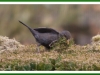 Hen Blackbird