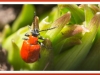 Red Lilly Beetle