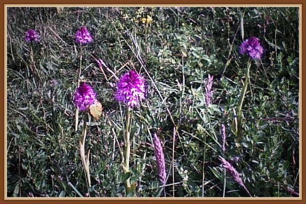 Wild orchids