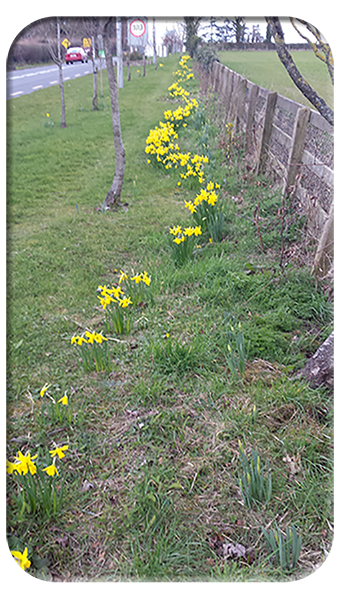 Dancing daffodils