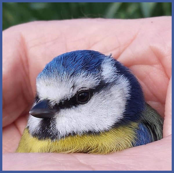 Blue tit rescue