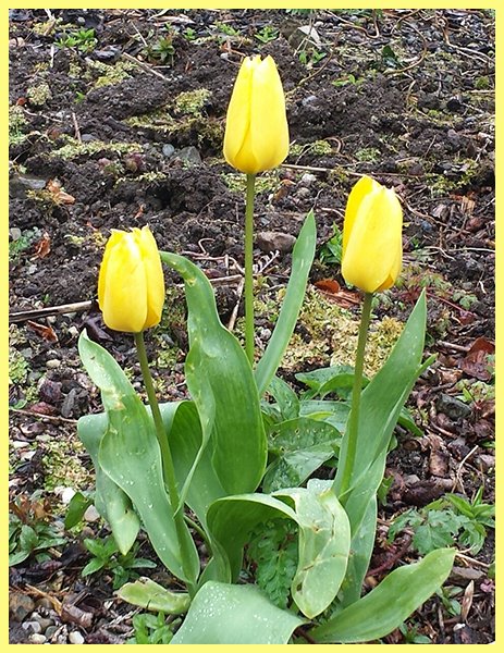Yellow Trinity