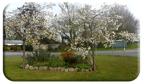 Ballykealey in Bloom