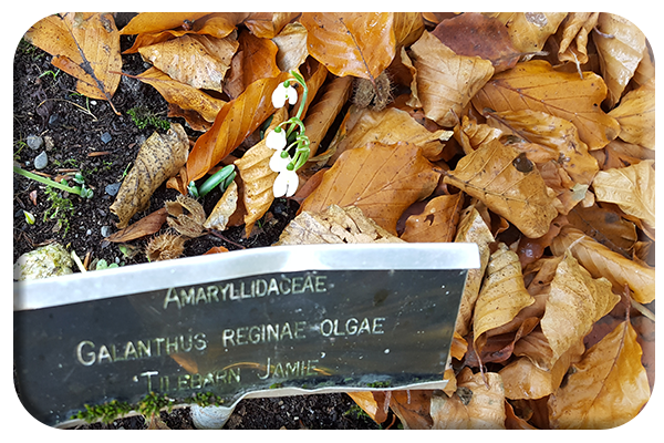 Snowdrops in November