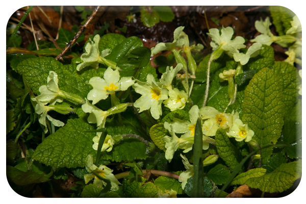 Primrose