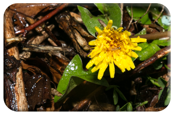 Dandelion