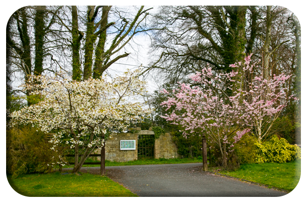 Beautiful Blossoms