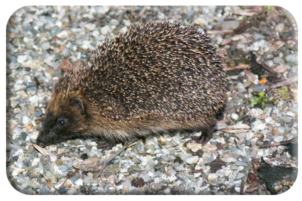 Hedgehog