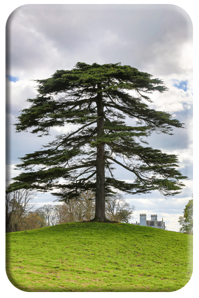 Magnificent Fir