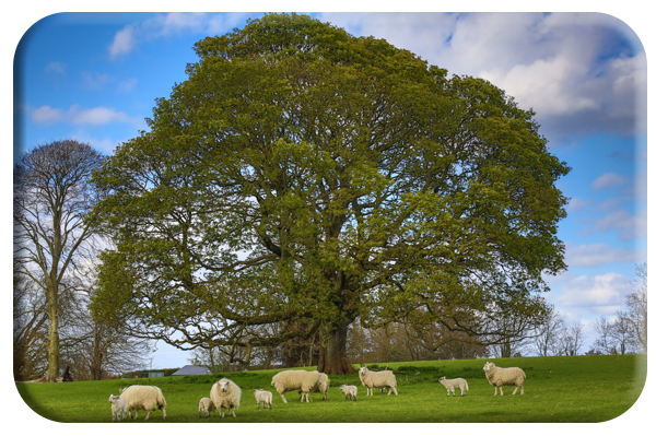 Chestnut Tree.