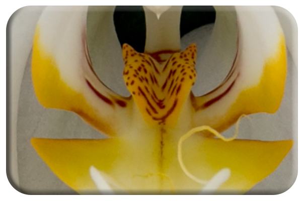 Tiger head orchid