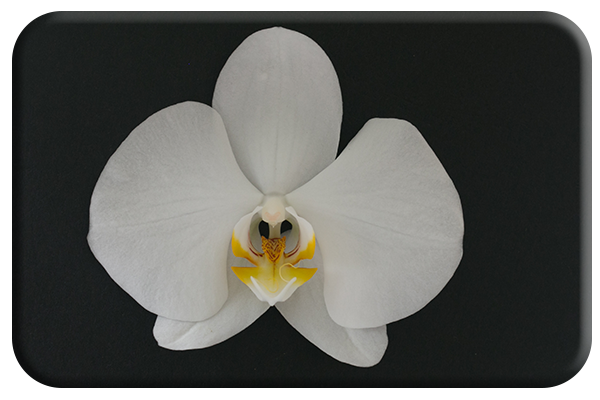 Tiger head orchid